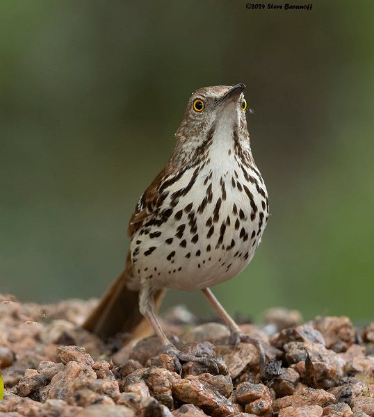 _B248509 brown thrasher.jpg